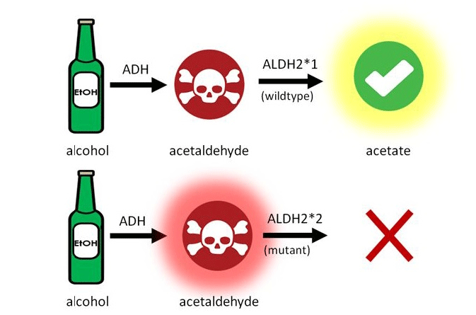 The Biochemistry Of Hangovers The Biochemistry Of Hangovers